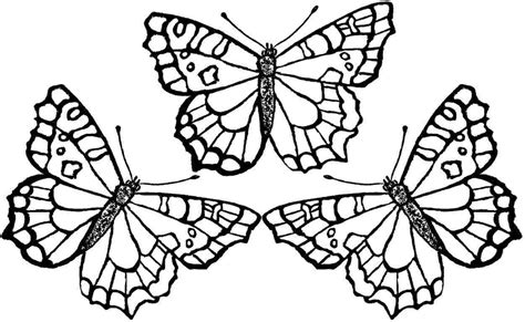 beautiful butterfly coloring pages  getdrawings