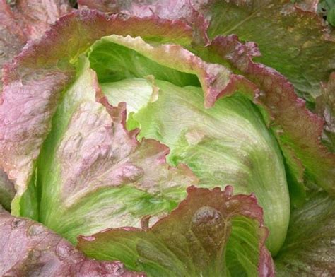 iceberg lettuce   grow sam vegetable
