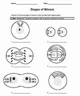 Mitosis Cells Division Worksheets sketch template