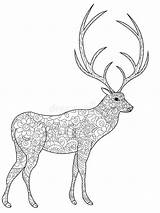 Coloring Deer Adulti Raster Cervi Vettore Vecteur Communs Cerfs Adultes Zentangle Stress Cervo sketch template
