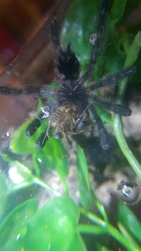 mallory my avic avic just got it s adult colours this past molt any