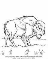 Coloring Pages Animal Buffalo Drawings Animals Zoo Wild Drawing Bison Wildlife Kids Color Printable Outline Sheets Print Sheet Raisingourkids Colouring sketch template