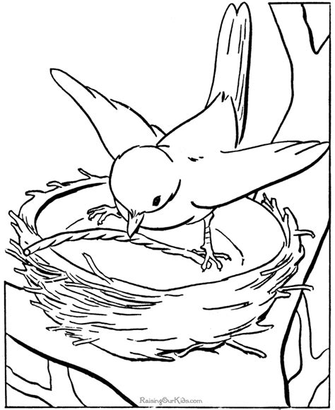 bird coloring pages  preschoolers coloring home