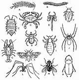 Bug Insetos Insectos Insectes Outlines Insecte Hordes Swarming Coragem Medo Expectativa Beetle Biodiversity Putukad Tipos Entomology Bacheca Kas Tunned sketch template