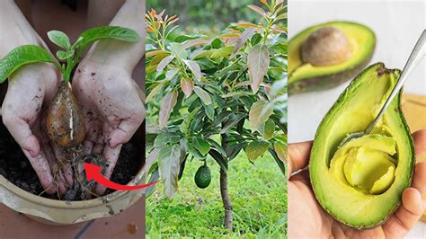The Best Way To Grow Avocado From Seed Quickly And Easy Youtube