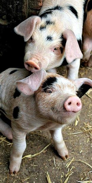 happy  pigs pig cute pigs animals beautiful