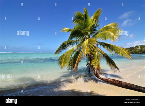 palm tree   secluded beach   east coast  madagascar africa