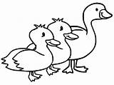 Ducklings Duckling sketch template
