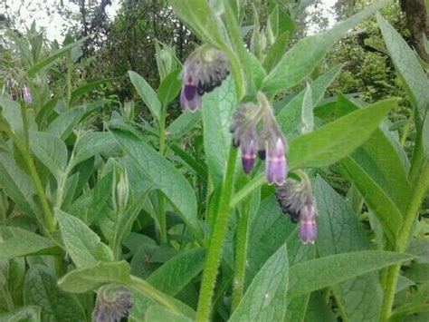 large cluster of 3 6ish foot flower plant with hairy stem and hanging bellish purple flowers