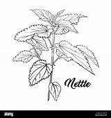 Nettle Plant Drawing Illustration Sketch Background Tea Herb Branch Monochrome Engraving Isolated Drawn Hand Stinging Contour Botany Aromatherapy Herbal Medicine sketch template