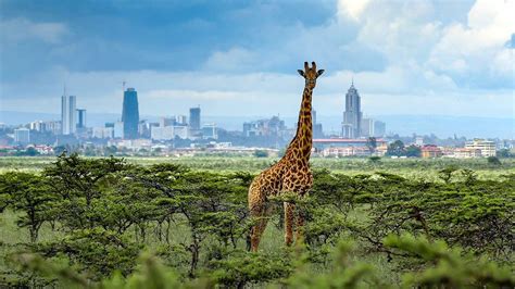 nairobi national park kenya nairobi safari