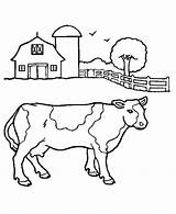 Coloring Pages Cow Kids Printable Print sketch template