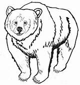 Bear Coloring Pages Hunt Preschool Grizzly sketch template