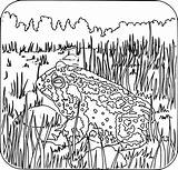 Toad Openclipart Similars sketch template