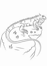 Pages Iguana Coloring sketch template