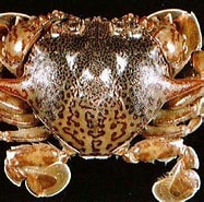 Afbeeldingsresultaten voor "ashtoret Maculata". Grootte: 187 x 185. Bron: www.crabdatabase.info
