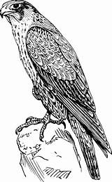 Falcon Coloring Peregrine Bird Hawk Halcon Peregrino Pages Vector Sketch Clip Drawing Realistic Raptor Prey Cliparts Animal Openclipart Clipart Clker sketch template