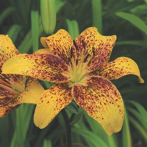 Lily Asiatic Tasmania Tango Lily New Easy To Grow Bulbs