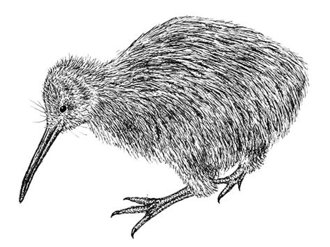kiwi bird coloring pages  print  coloring pages