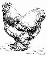 Silkie Cochin Chickens Leghorn Brahma sketch template