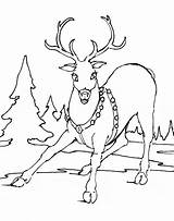 Coloring Reindeer Pages Print Color Christmas Printable Allkidsnetwork Sheets Animals Drawing Animal Sheet Back sketch template