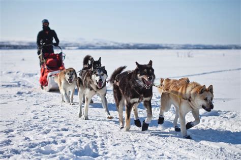 images working snow winter running vehicle husky dogs team harness teamwork