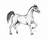 Cavallo Cavalli Arabo sketch template