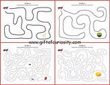 Ant Insect Mazes Maze Ants Giftofcuriosity Skills 99worksheets sketch template