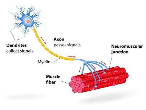 motor neuron  definitive guide biology dictionary