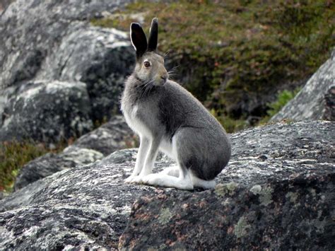 elfshot arctic hare