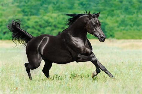 black arabian stallion  vikarus  deviantart