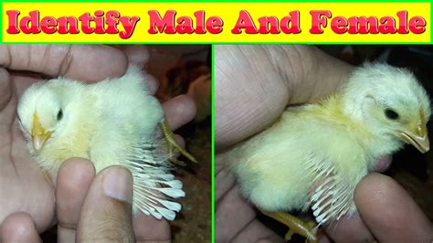 how to identify male and female chicks youtube