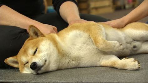 Just A Shiba Inu Getting A Massage Aww