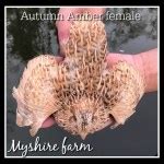 grau fee coturnix quail hatching eggs myshire farm