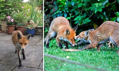How To Deter Foxes 5 Safe Ways To Stop Foxes From Visiting Your Garden