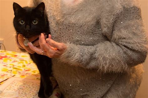 Sooty The 11 Year Old Cat Is A Challenge Bray Vet