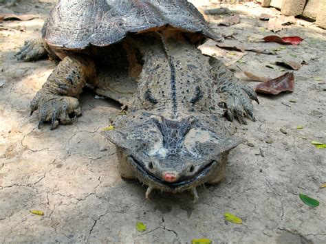 mata mata turtle peru animal sanctuary stuart hamilton flickr