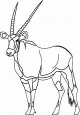 Gemsbok Drawing Coloring Antelope Clipartmag sketch template