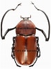 Afbeeldingsresultaten voor "perioculodes Longimanus". Grootte: 74 x 100. Bron: www.coleoptera-atlas.com