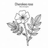 Cherokee Laevigata Botanical Illustratio Drawn sketch template