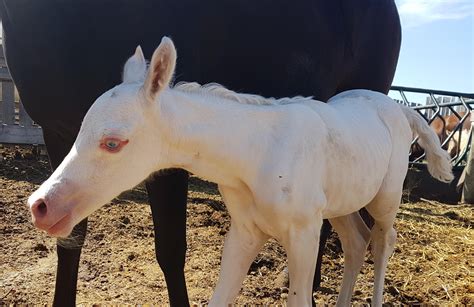 beautiful foal   lethal white