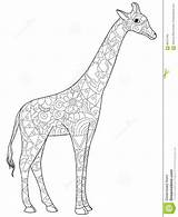Giraffe Coloring Illustration Book Vector Adults Adult Stock Lines Preview sketch template