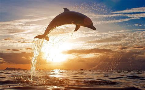dolfijnen achtergronden