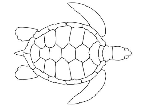 turtle coloring page nuttin  preschool