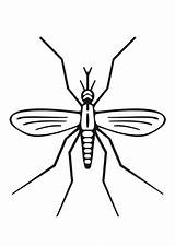 Mosquito Zanzara Moskito Dengue Malvorlage Moustique Mosquitos Educima Schulbilder Große Téléchargez Scarica sketch template