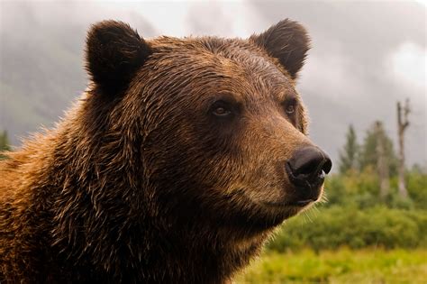 montana proposes grizzly administration plan  feds weigh delisting