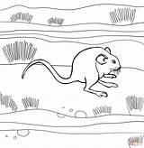 Rat Coloring Kangaroo Rats Pages Rizzo Searches Recent sketch template