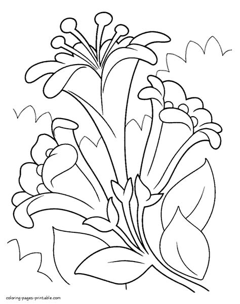 lilies coloring pages  spring coloring pages printablecom