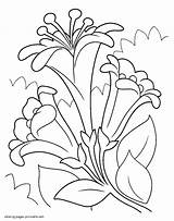 Coloring Spring Pages Lilies Seasons Printable sketch template
