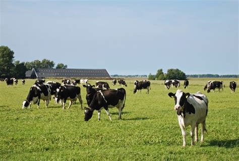 dynamisch weiden hoe maak je het beweiden van koeien makkelijker voor